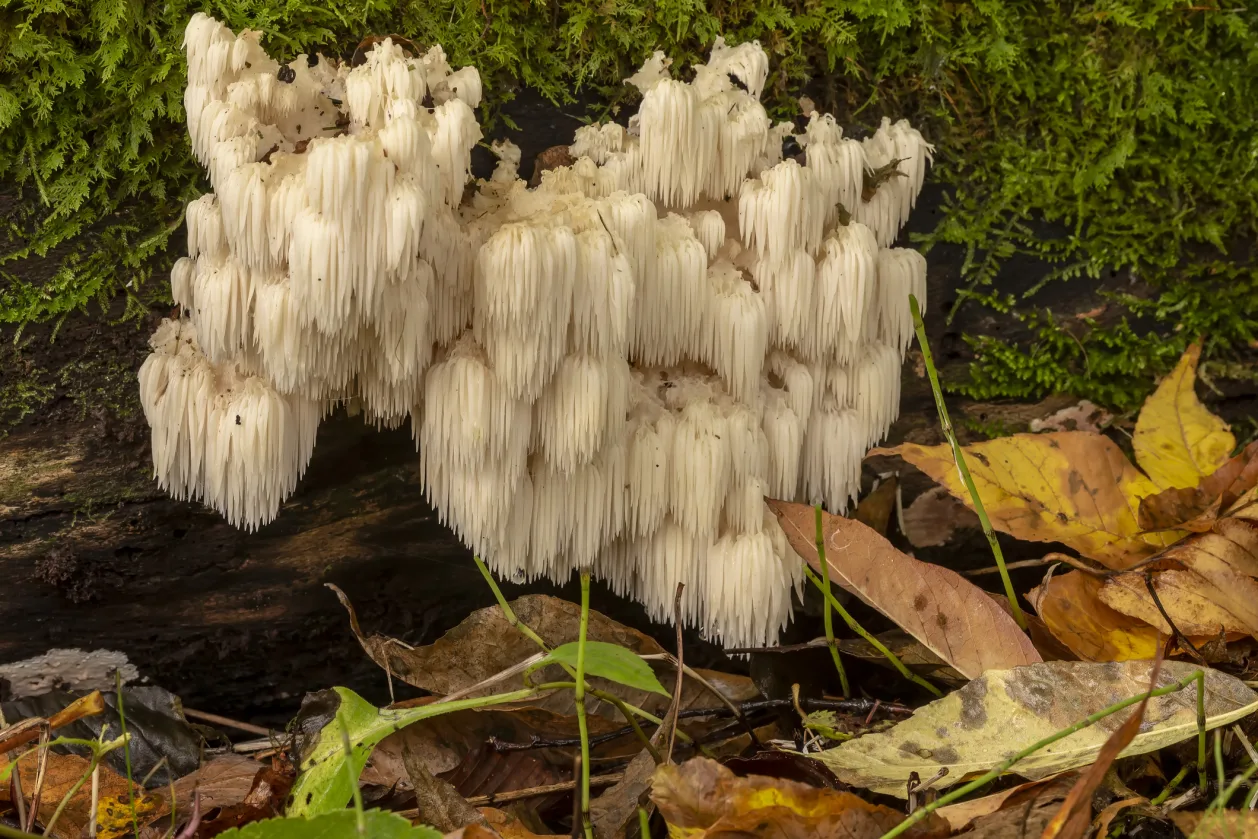 Lion's mane (Hericium erinaceus ) mushrooms